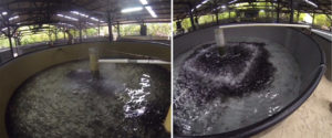 Hyperthermia can boost innate immune system in juvenile fish