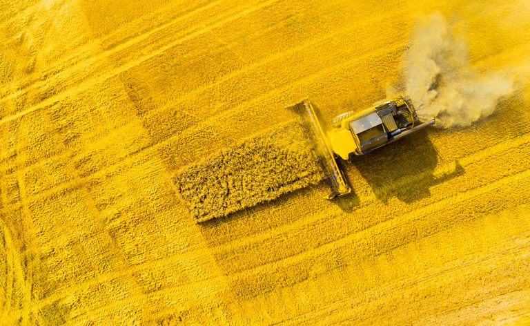 Article image for Un empujón para la colza como un ingrediente de alimento acuícola viable