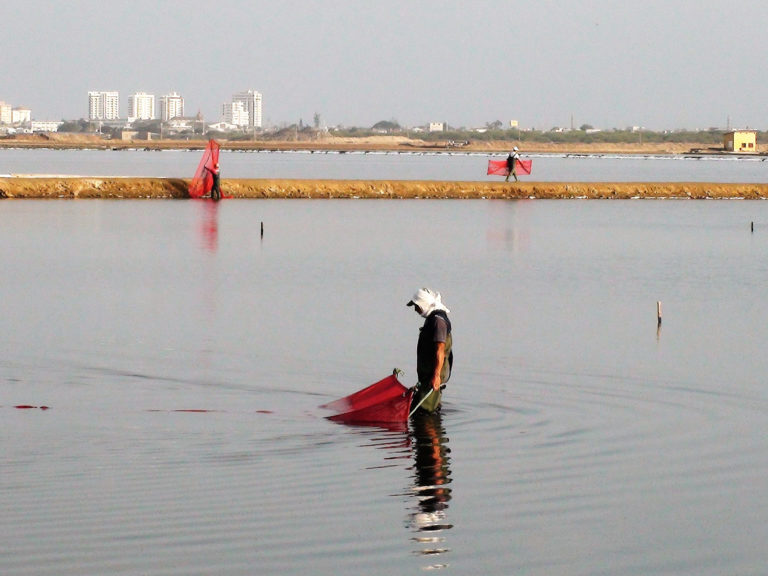 Article image for Inside the commercial production of artemia biomass in Ecuador
