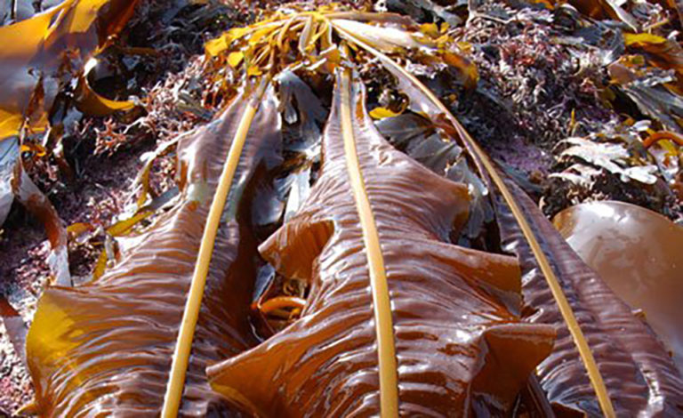 Article image for Ocean Rainforest foresees a bright future for ocean plants, and not just in Asia