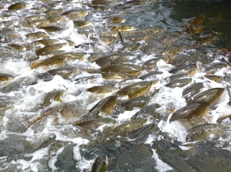 Article image for Evaluating soybean-based diets for cage-raised red drum