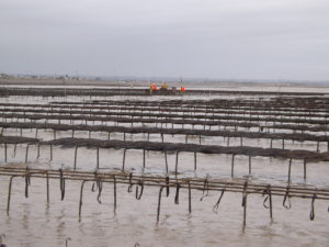 Aquaculture has put the oysters back in Oyster Town