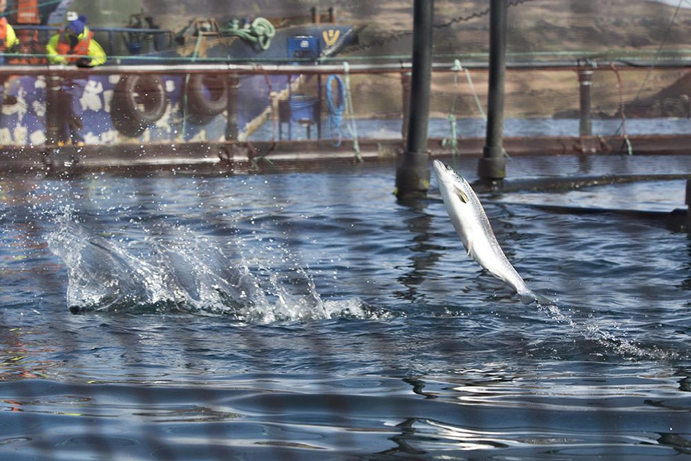 Article image for Report calls for changes to Scottish salmon sector