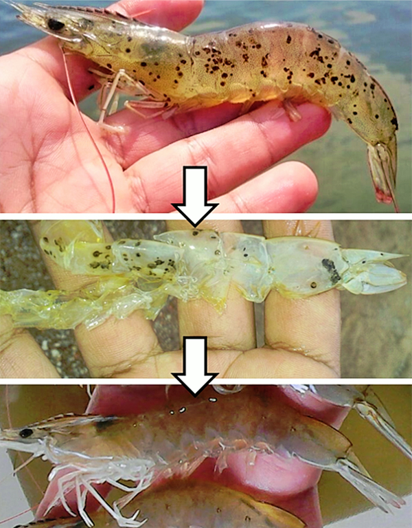 Article image for Understanding shrimp hemocytes