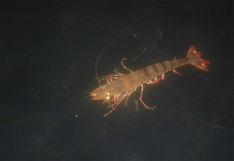 Article image for Stirling researchers identify viable ablation alternatives for shrimp hatcheries