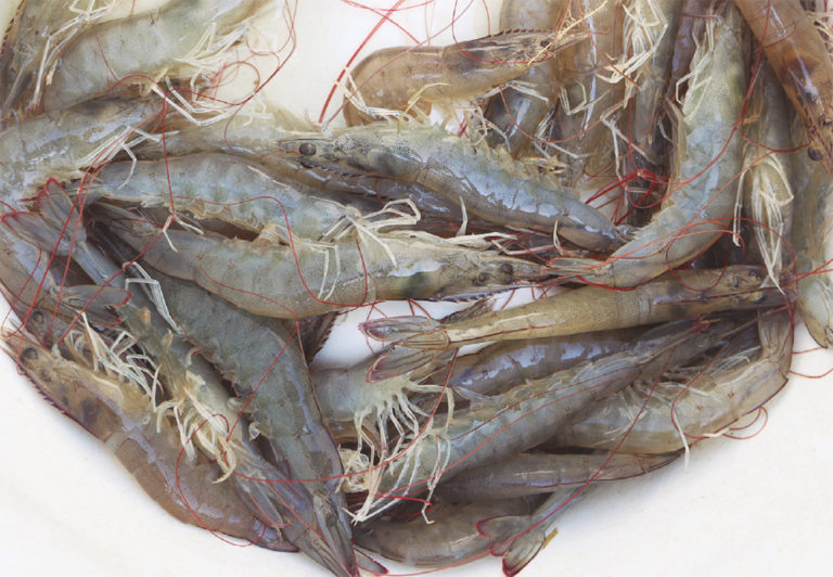 Article image for Production of Pacific white shrimp in sandy soils in Indonesia