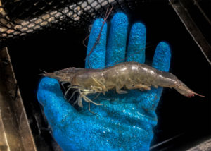 Testing soy-optimized feeds and automated feeding systems in shrimp pond production