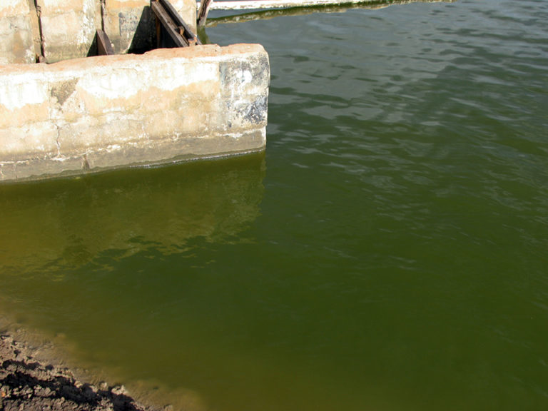 Article image for Nitrogen a limiting factor in aquaculture production