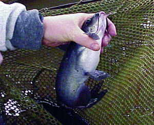 Arginine: Essential element in fish nutrition, health