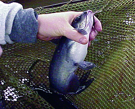 Article image for Arginine: Essential element in fish nutrition, health