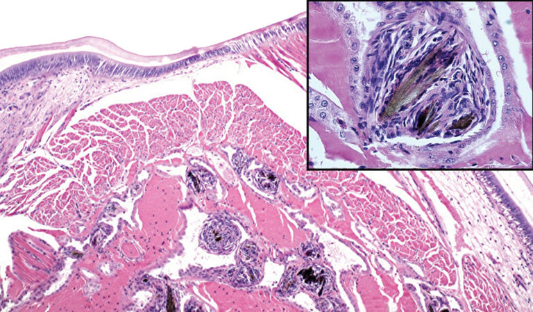 Article image for Feed-related melamine risk minimal to shrimp, humans