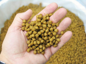 Analyzing aquaculture through Alltech’s Global Feed Survey