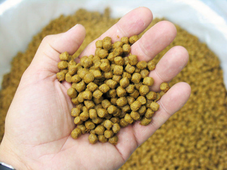 Article image for Analyzing aquaculture through Alltech’s Global Feed Survey