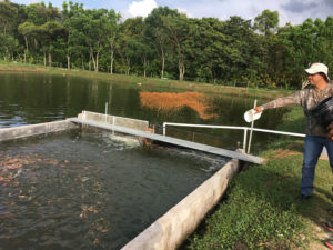 In-pond raceway culture of red tilapia