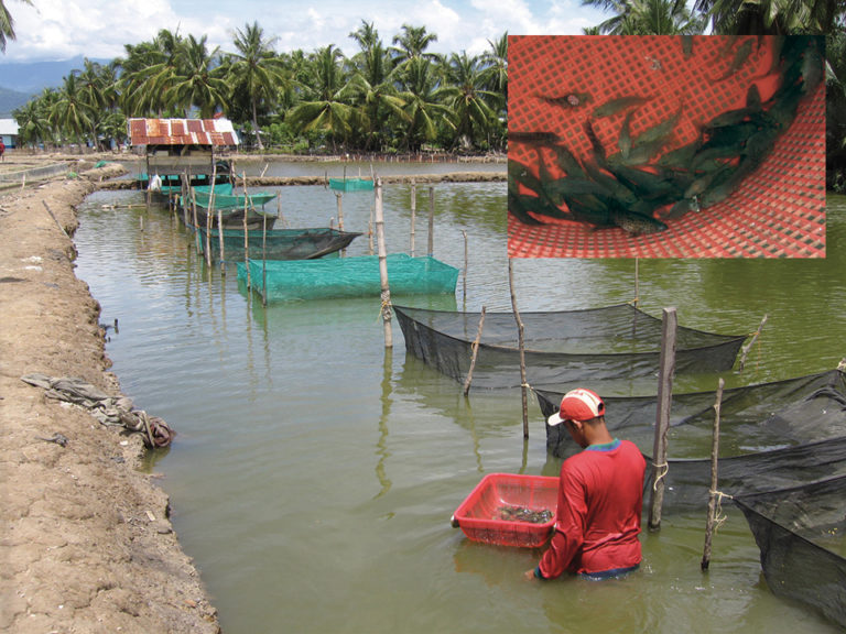 Article image for Marine, brackishwater finfish culture in Indonesia