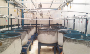 Enteritis induction by soybean meal in totoaba diets