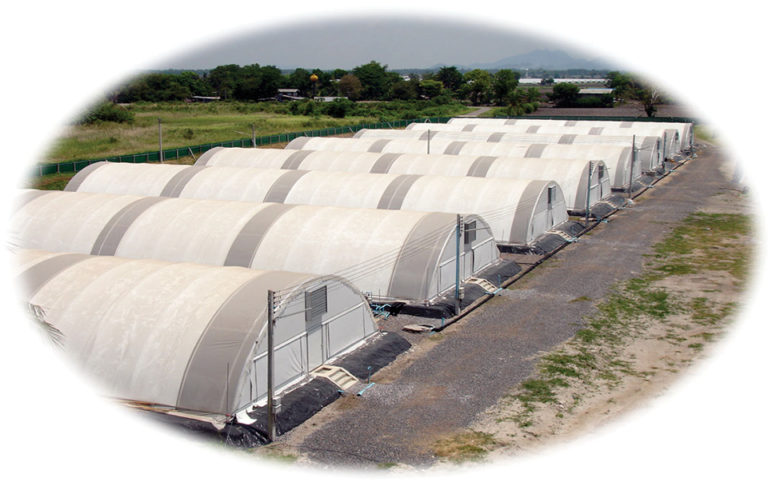 Article image for Selective breed high-efficiency seedstock boost integrated shrimp farm performance