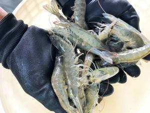 Effect of multiple feedings and a low-fishmeal, amino acid-supplemented diet in Pacific white shrimp
