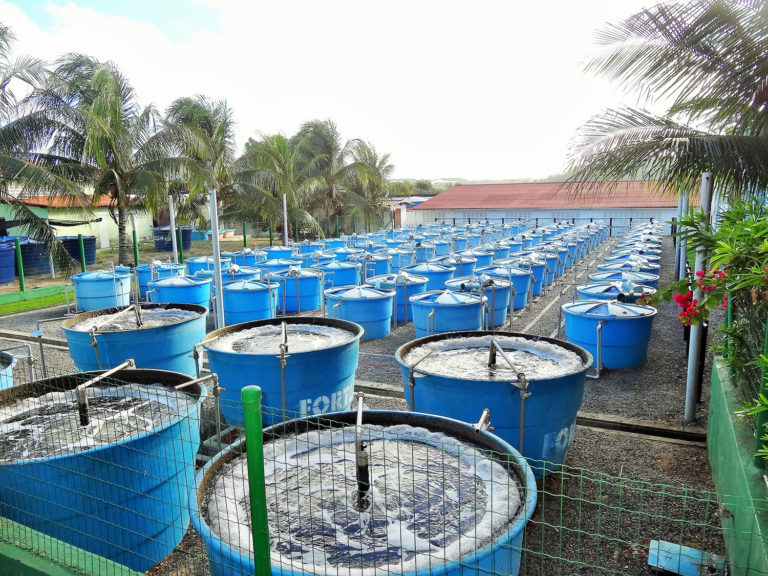 Article image for Efecto de alimentaciones múltiples y una dieta baja en harina de pescado, suplementada con aminoácidos, en el camarón blanco del Pacífico