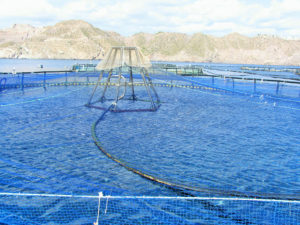 Global area estimate for marine aquaculture development