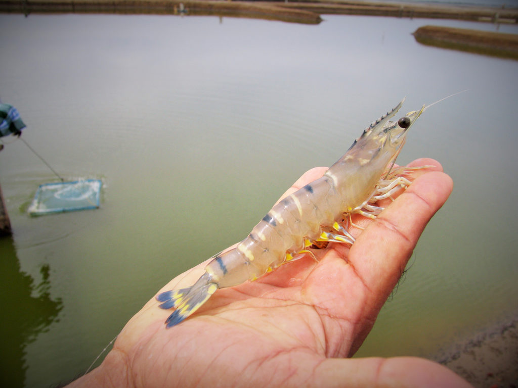 Article image for Unified marketing strategy for shrimp inches forward