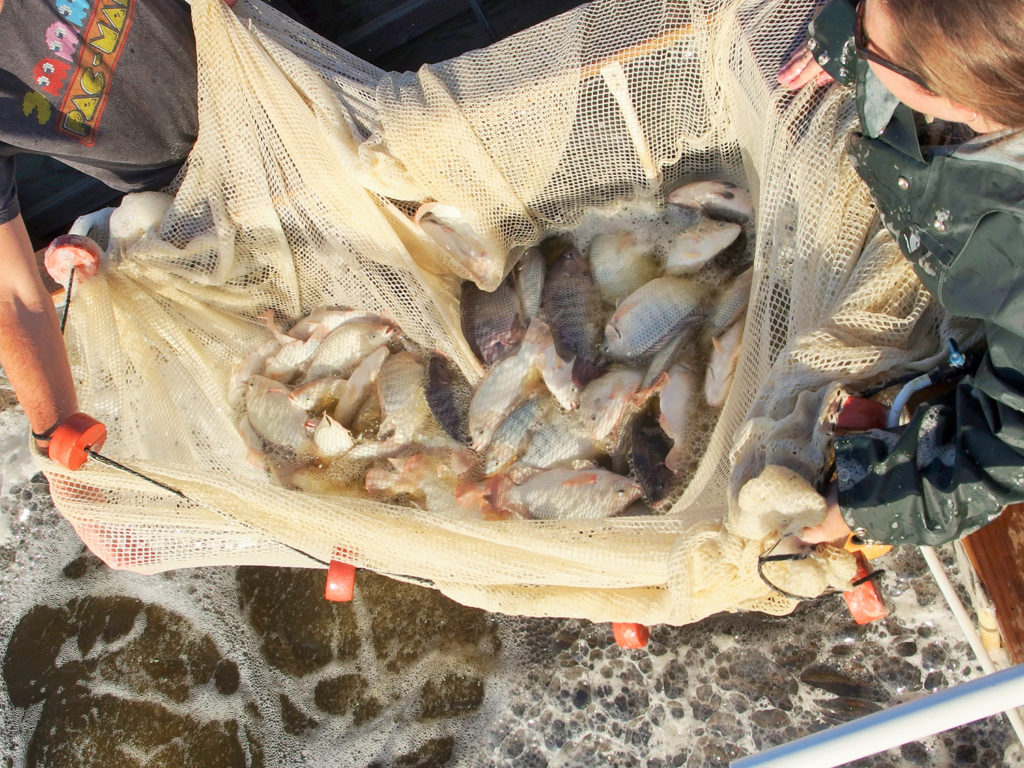 Article image for Hybrid tilapia culture in an outdoor biofloc production system