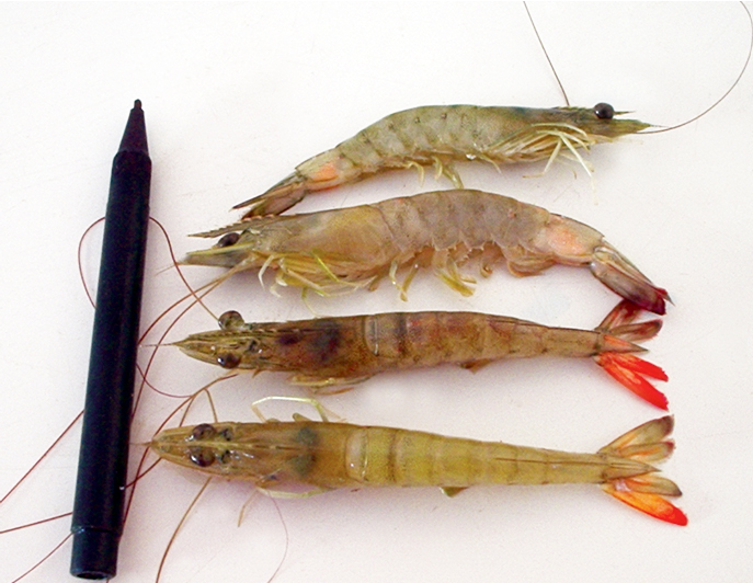 Article image for Southern brown shrimp found susceptible to IMNV