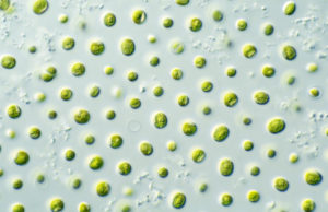 Production of fatty acid, protein by Nannochloropsis in flat-plate photobioreactors