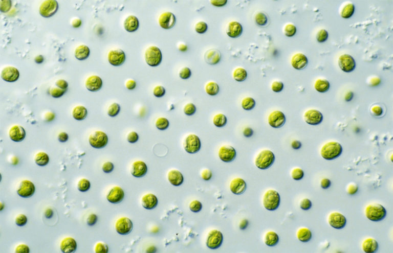Article image for Production of fatty acid, protein by Nannochloropsis in flat-plate photobioreactors