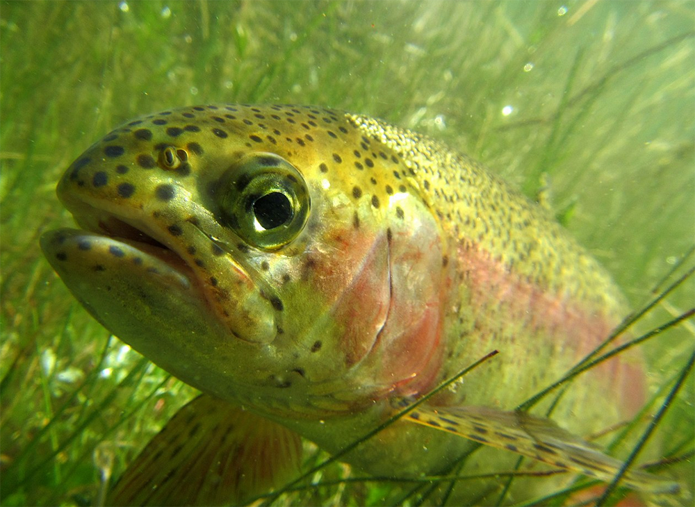 Article image for Long-term dietary replacement of fishmeal, fish oil in rainbow trout