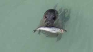 Fish farmers seek non-lethal deterrence for persistent predators