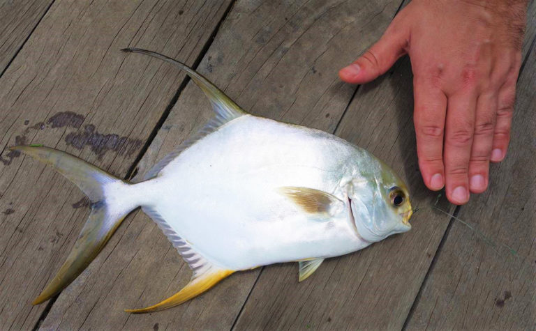 Article image for Intercropping silver pompano and shrimp in India