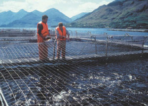 Meta-analysis examines ingredient substitution for fishmeal in salmon, trout feeds