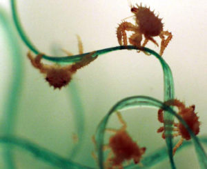 Russian study examines behavior of red king crab postlarvae