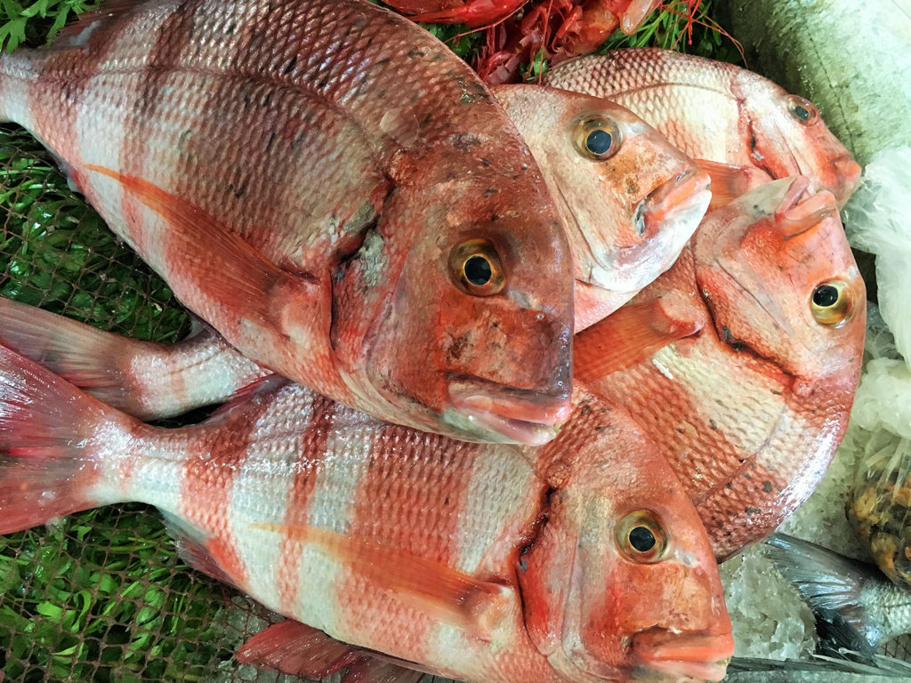 Article image for ¿Qué pistas ofrece el moco de los peces en la lucha contra la resistencia a los antimicrobianos?