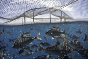 Testing diets without fishmeal and fish oil for kampachi