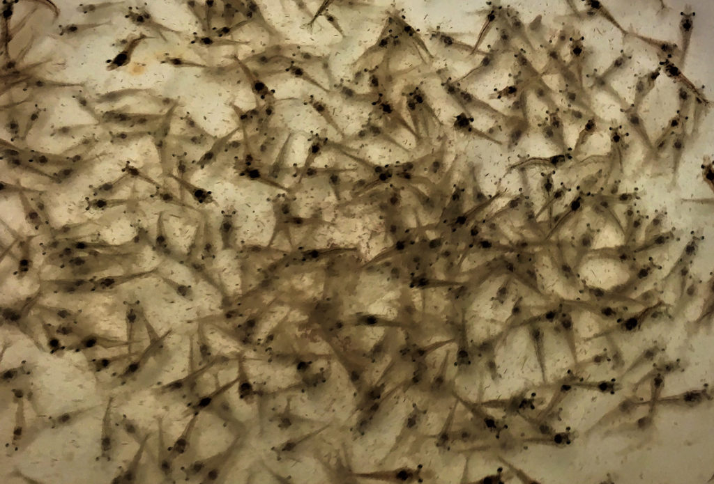 Article image for Shrimp grown in biofloc systems with different carbon sources