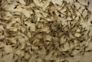 Shrimp grown in biofloc systems with different carbon sources