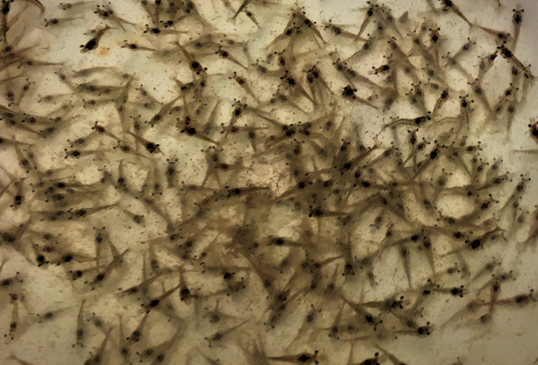 Article image for Shrimp grown in biofloc systems with different carbon sources