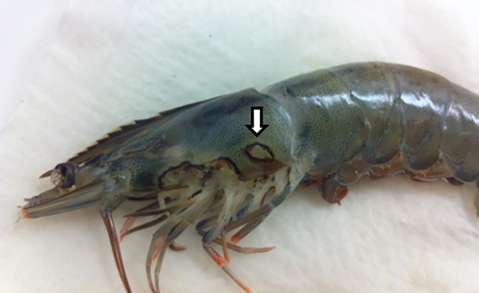 Article image for Detection of an amoebic parasite in cultured Pacific white shrimp
