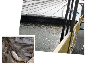 Commercial-scale RAS trial yields record shrimp production