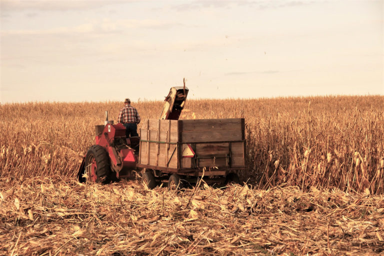 Article image for Identifying soil bacteria for protein supplements in aquafeeds