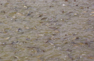 Walking catfish production in Thailand