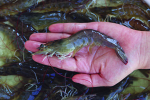 Improving the osmoregulatory capacity of Pacific white shrimp grown in low salinity