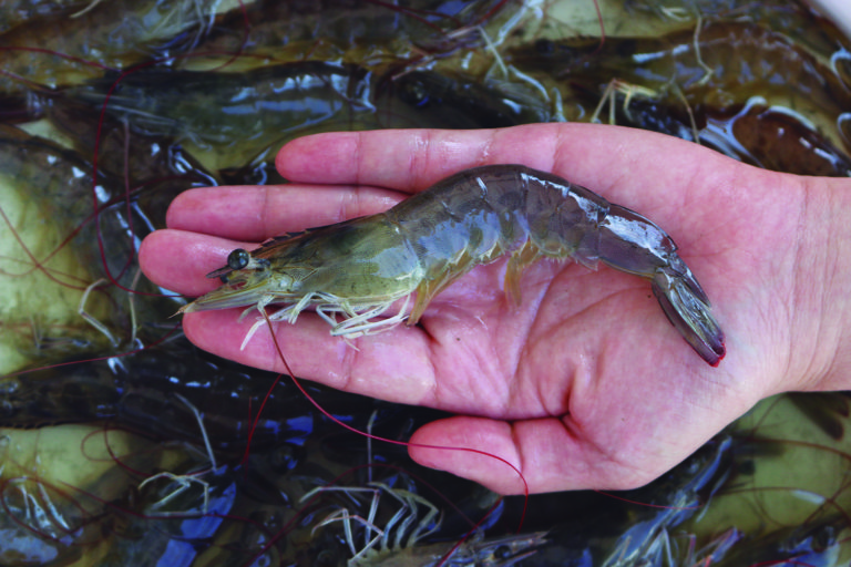 Article image for Improving the osmoregulatory capacity of Pacific white shrimp grown in low salinity