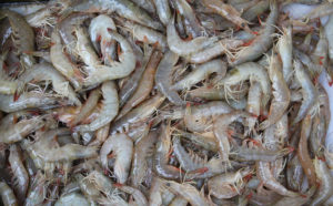 Evaluating heritability of growth, cold tolerance in Chinese white shrimp