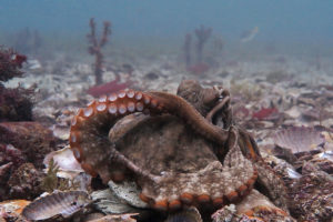 Octopus aquaculture – unethical or the next Big Thing?