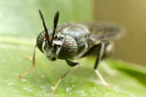 Fly guys: Canada opens the door for insect-based feed companies