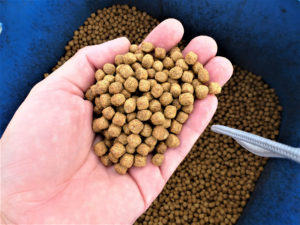 Advances in tilapia nutrition, part 2