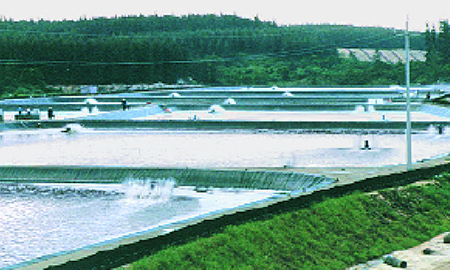 Article image for White shrimp culture in China performance and impacts